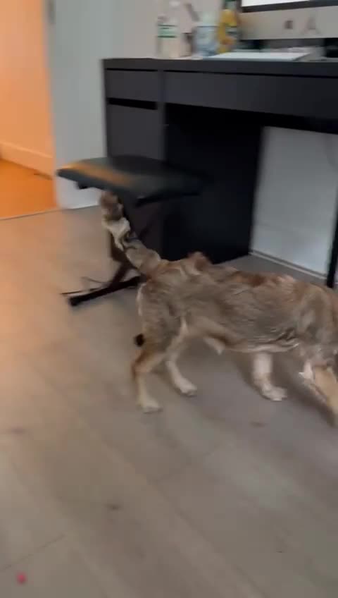 Cockapoo dogs for sale: Family Cockapoo Puppy Needing a New Home - Video 1