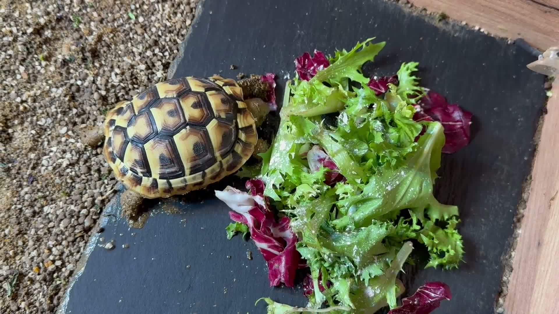 Hermann Tortoise reptiles for sale: Hermann tortoise and table  - Video 1
