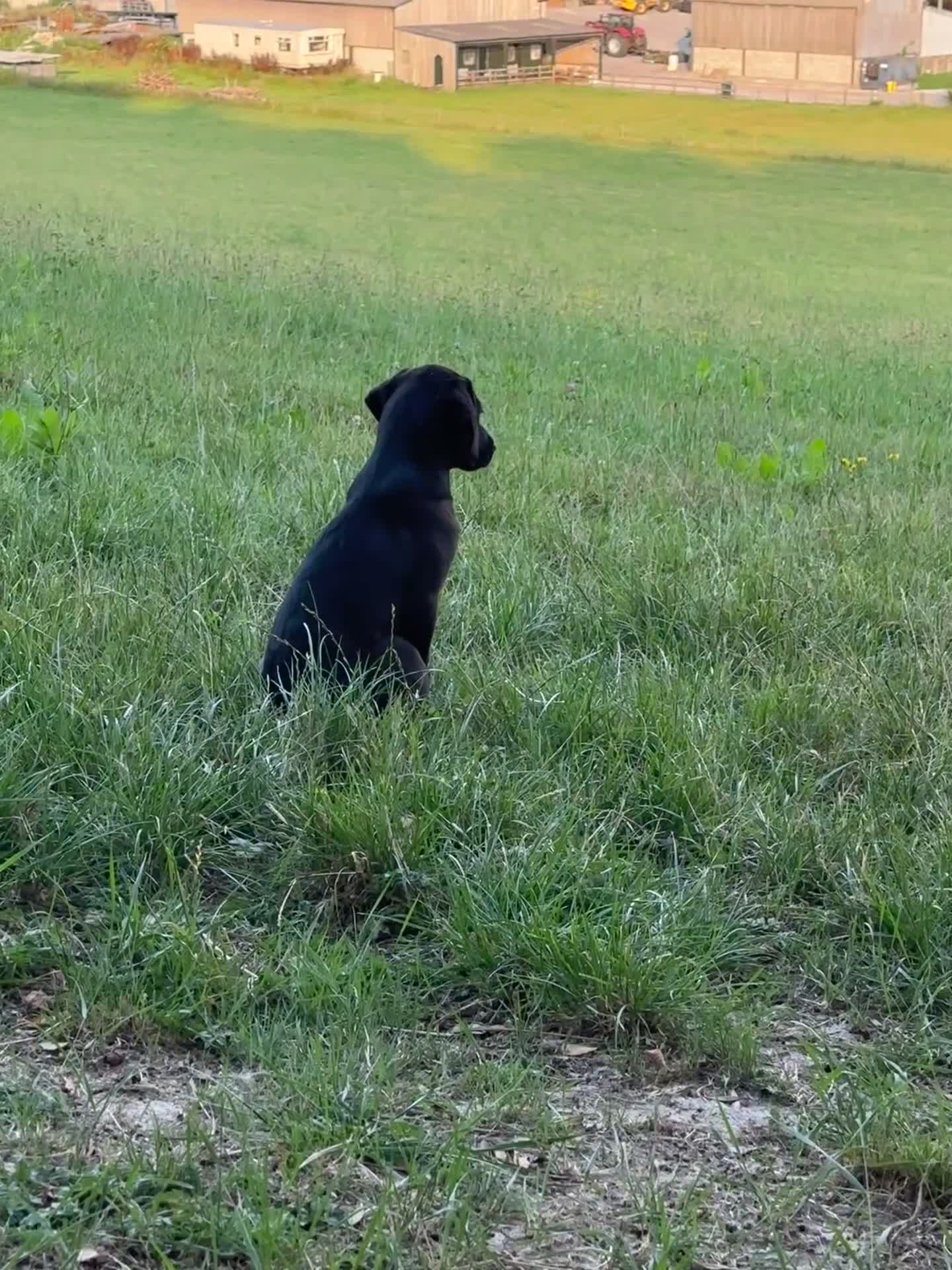 Labrador Retriever dogs for sale: Gorgeous Labrador Puppies, Ready to go.  - Video 3