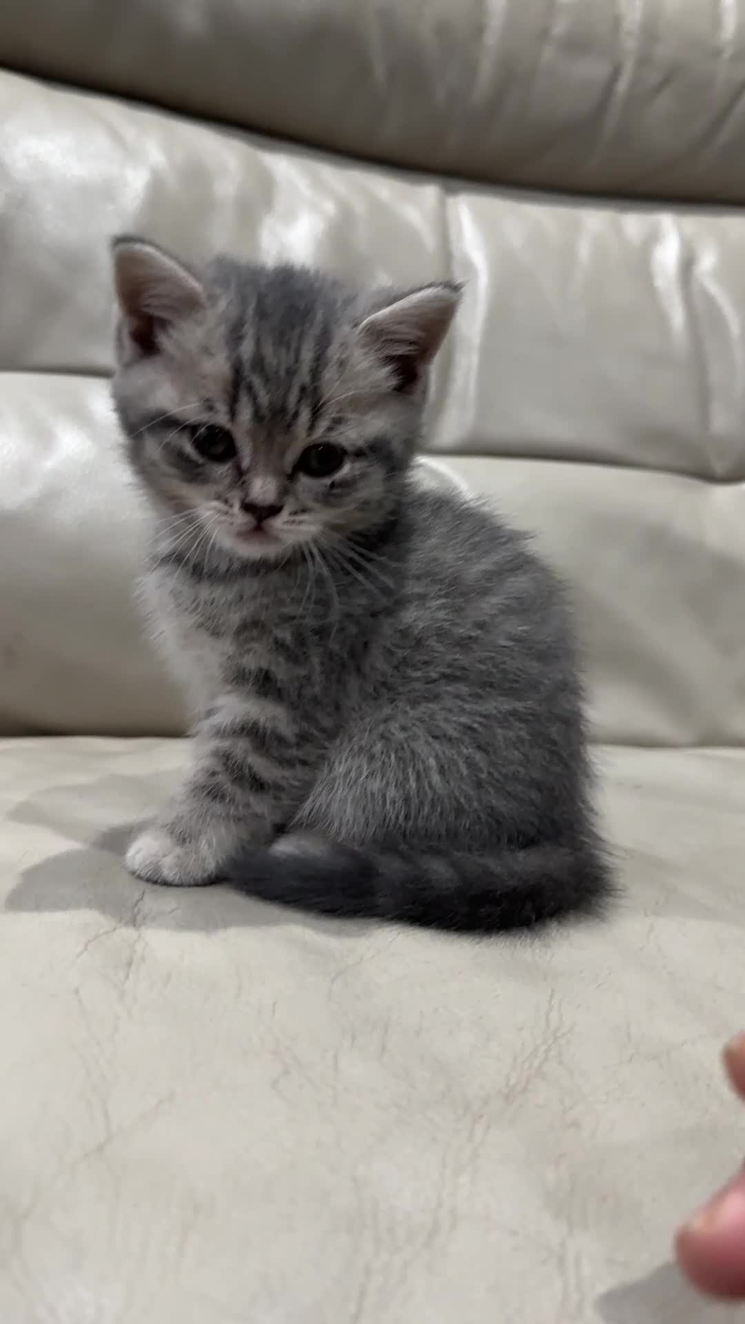 British Shorthair cats for sale: British Shorthair Kittens - Video 3