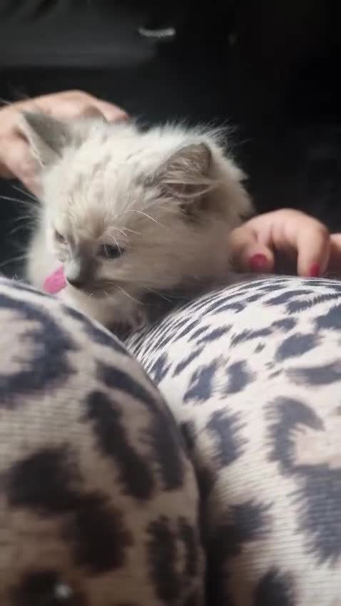 Ragdoll cats for sale:  FIFe Registered Ragdoll Kittens Champion Line - Video 2