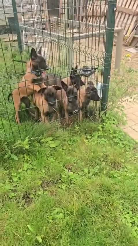 Belgian Shepherd Dog dogs for sale: Belgian malınois puppys - Video 1