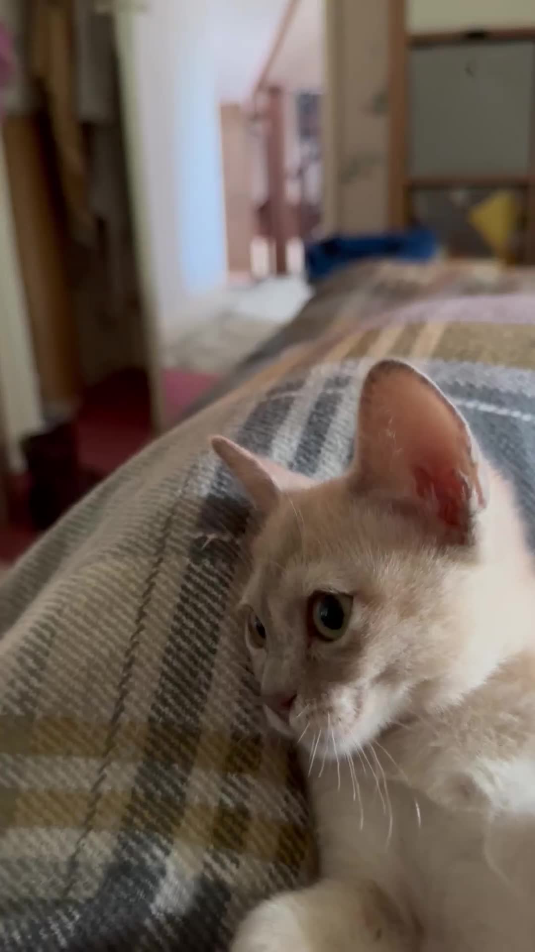Burmese cats for sale: Burmese kittens Available  - Video 1
