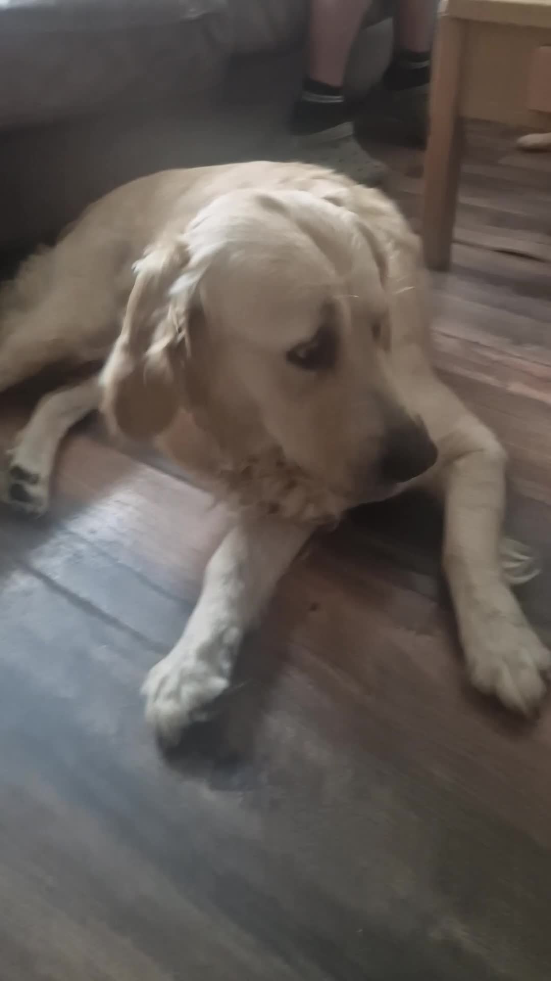 Golden Retriever dogs for sale: 🦮 two beautiful boys available  ❤️❤️ in Aberystwyth - Video 5