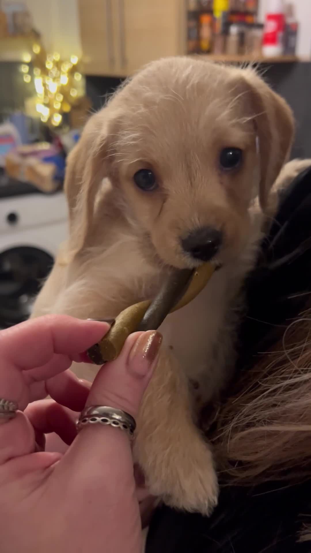 Mixed Breed dogs for sale: Dachshund Cavapoo mix  - Video 3