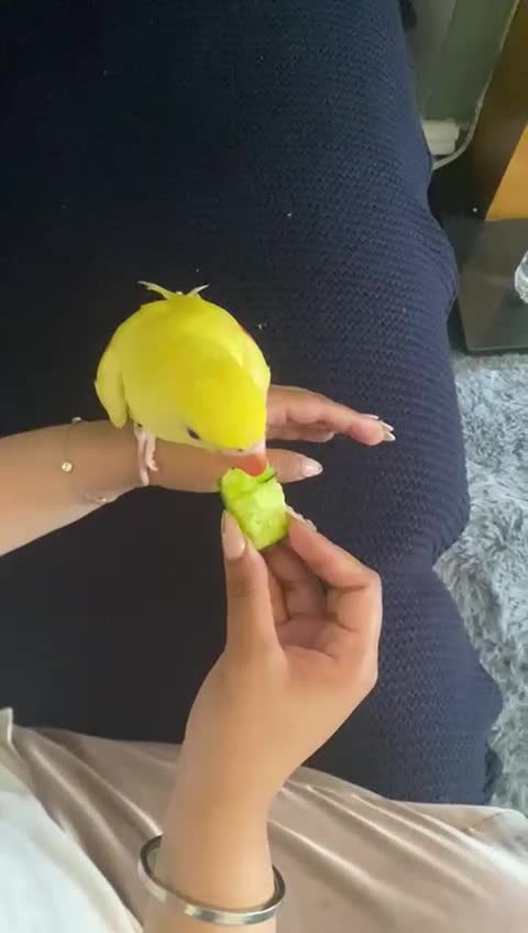 Parakeets birds for sale: HAND TAMED VERY RARE LUTINO ALEXANDRINE FOR SALE!! - Video 2