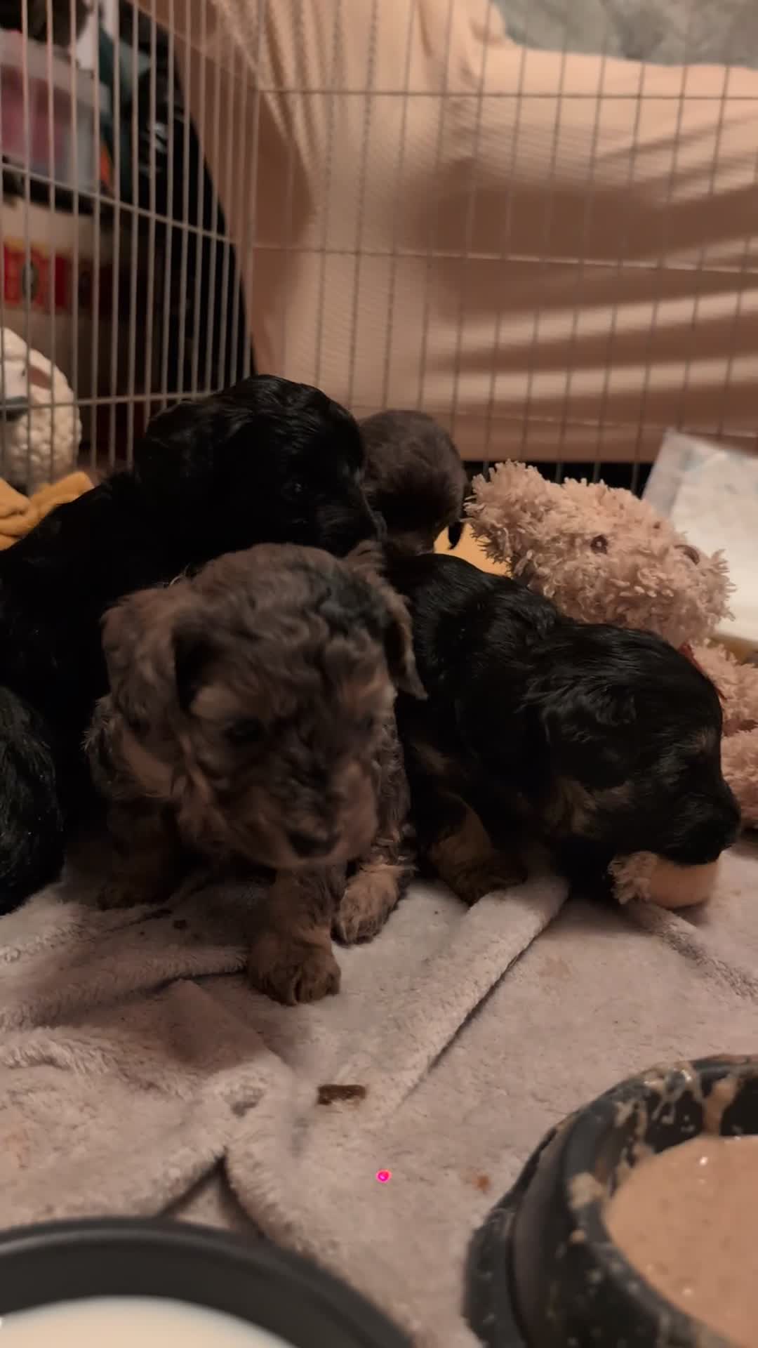 Cockapoo dogs for sale: F2b cockapoo pups Super Cute. Health test parents - Video 1