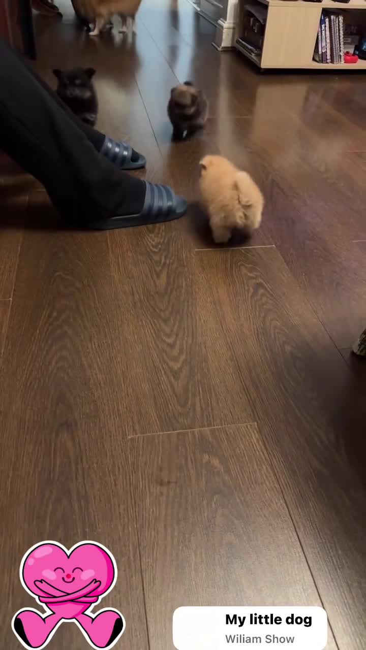 Pomeranian dogs for sale: Beautiful Pomeranian puppies - Video 1