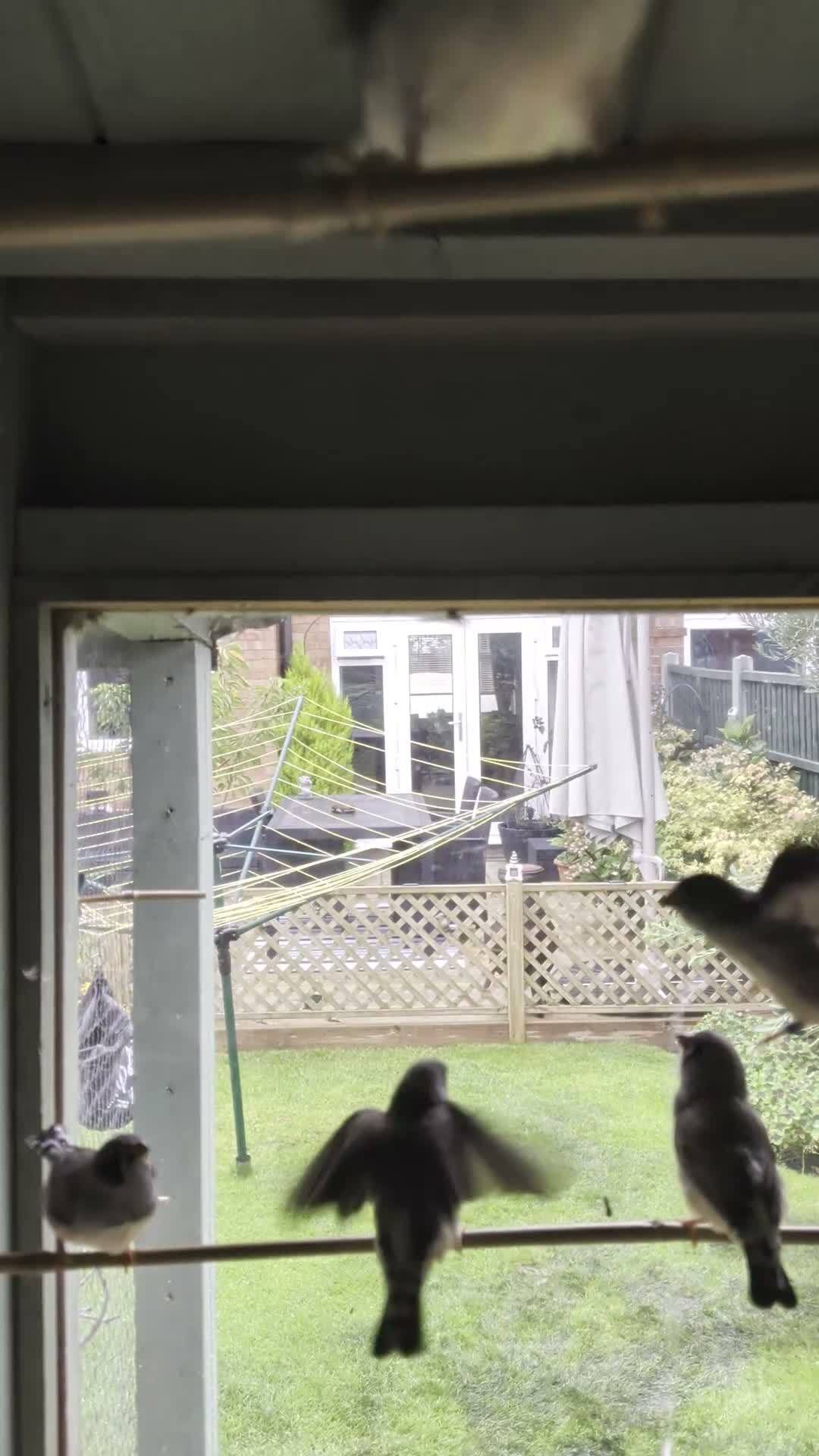Finches birds for sale: Zebra finches (sold) - Video 1