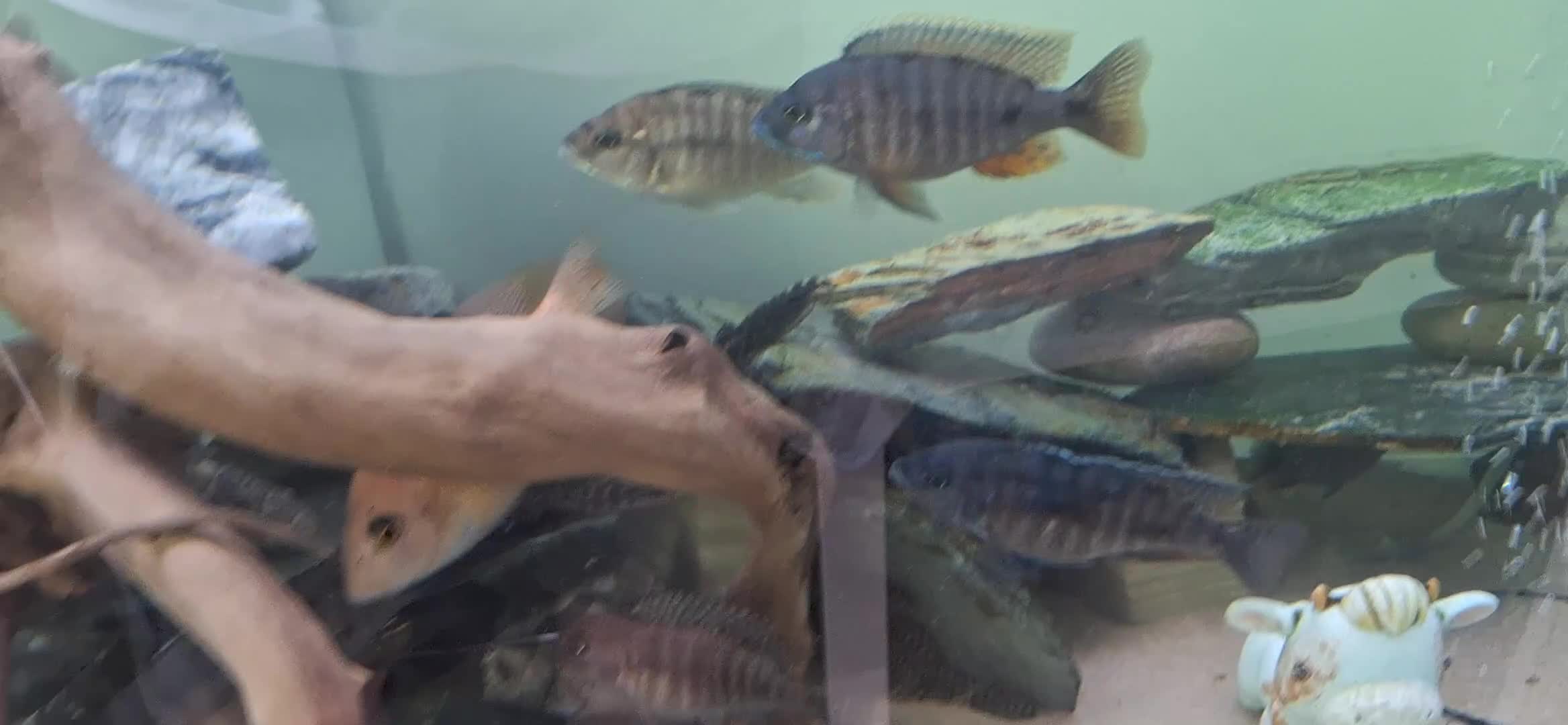 Cichlids fish for sale: +-20 Malawi Cichlids 2 different age - Video 1