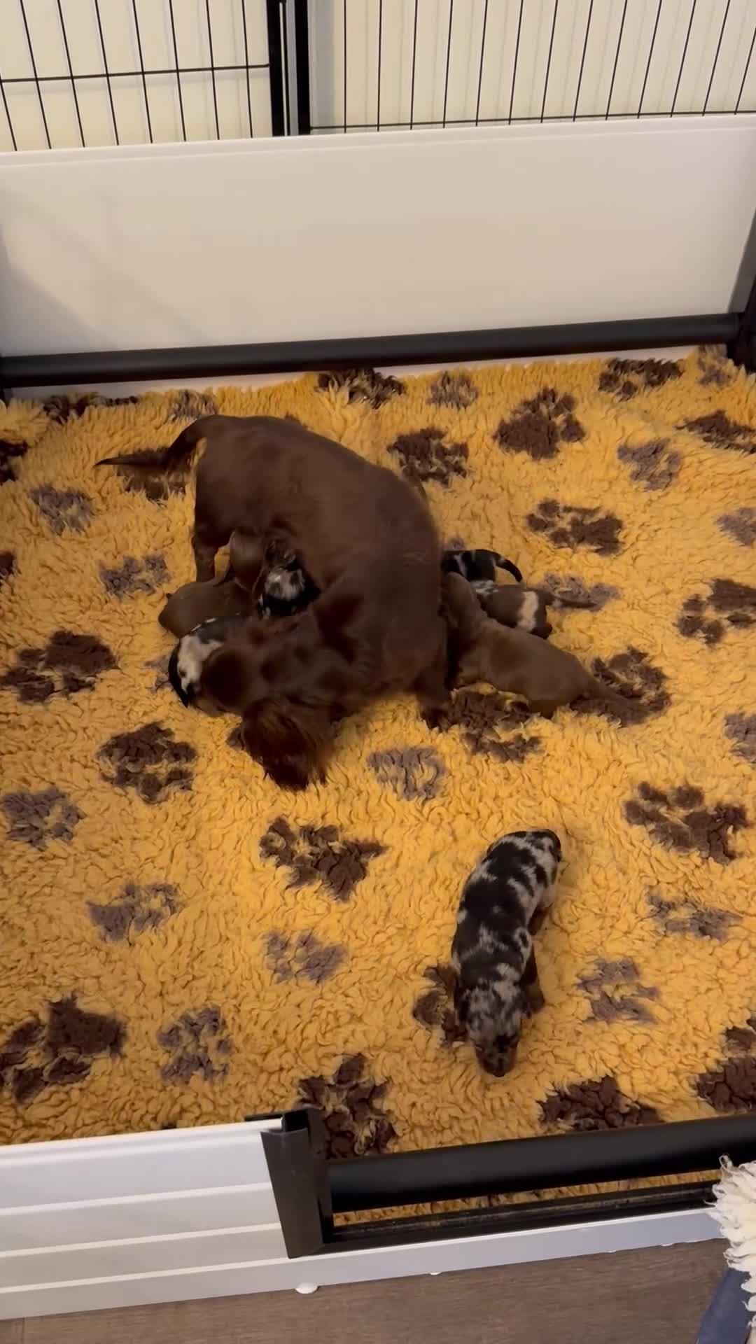 Dachshund dogs for sale: KEC REG MINIATURE LONG HAIRED dachshund puppies - Video 3