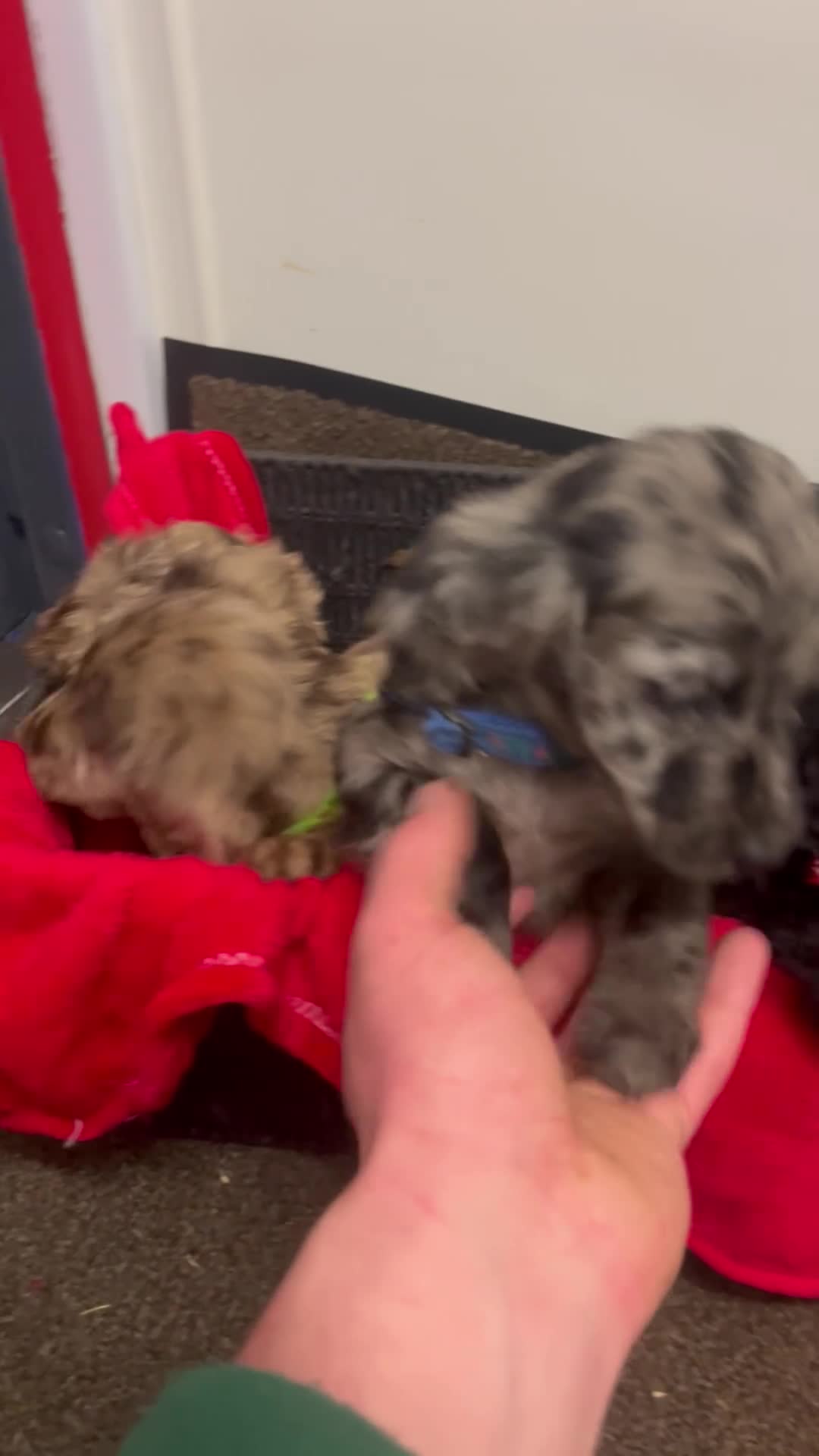 Sproodle dogs for sale: 7 beautiful sproodle puppies  - Video 1