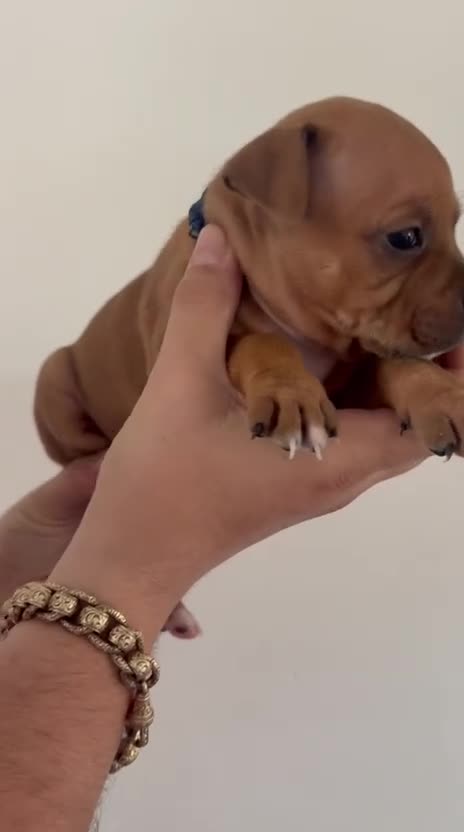 Staffordshire Bull Terrier dogs for sale: KC Red Staffordshire Bull Terriers ❤️❤️🏆🩸 - Video 1