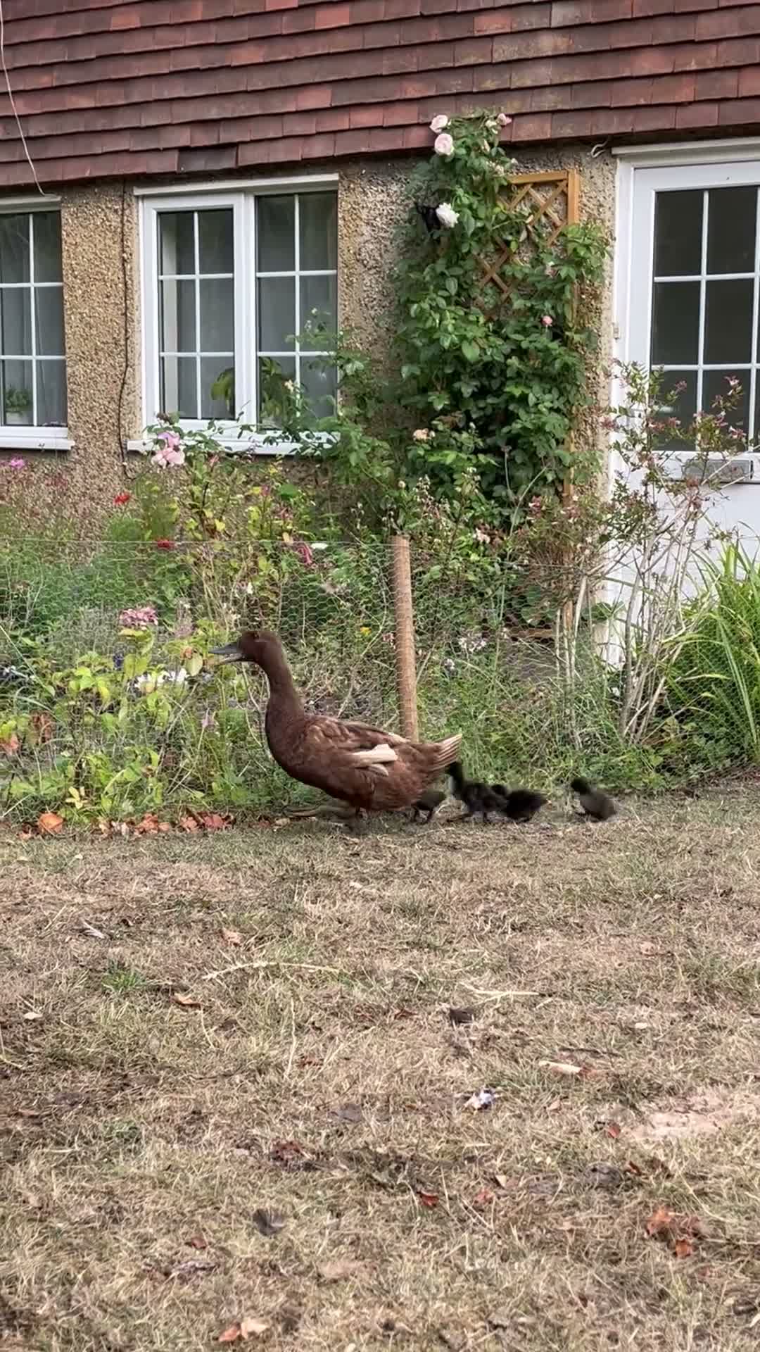 Ducks poultry for sale: Beautiful Cayuga ducklings for sale - Video 1