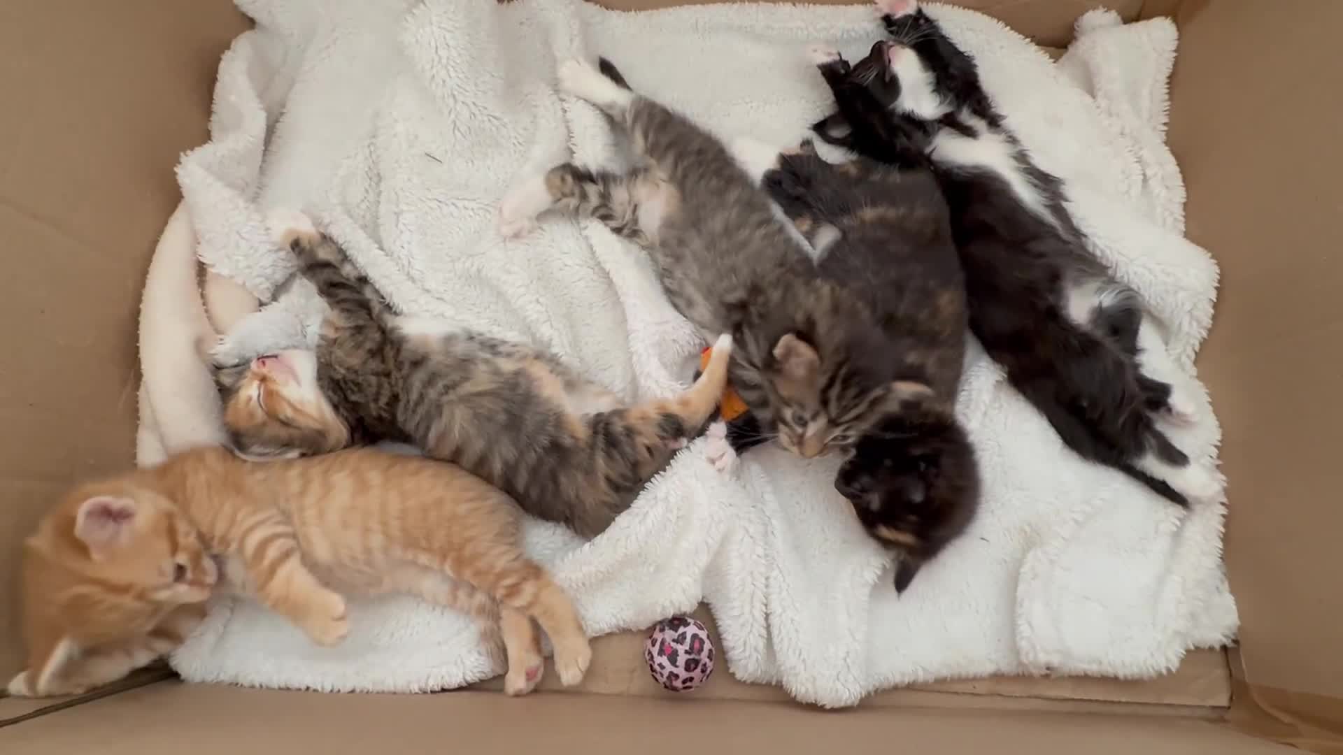 Mixed Breed cats for sale: 3 sweet kittens ready 27th Sep - Video 2
