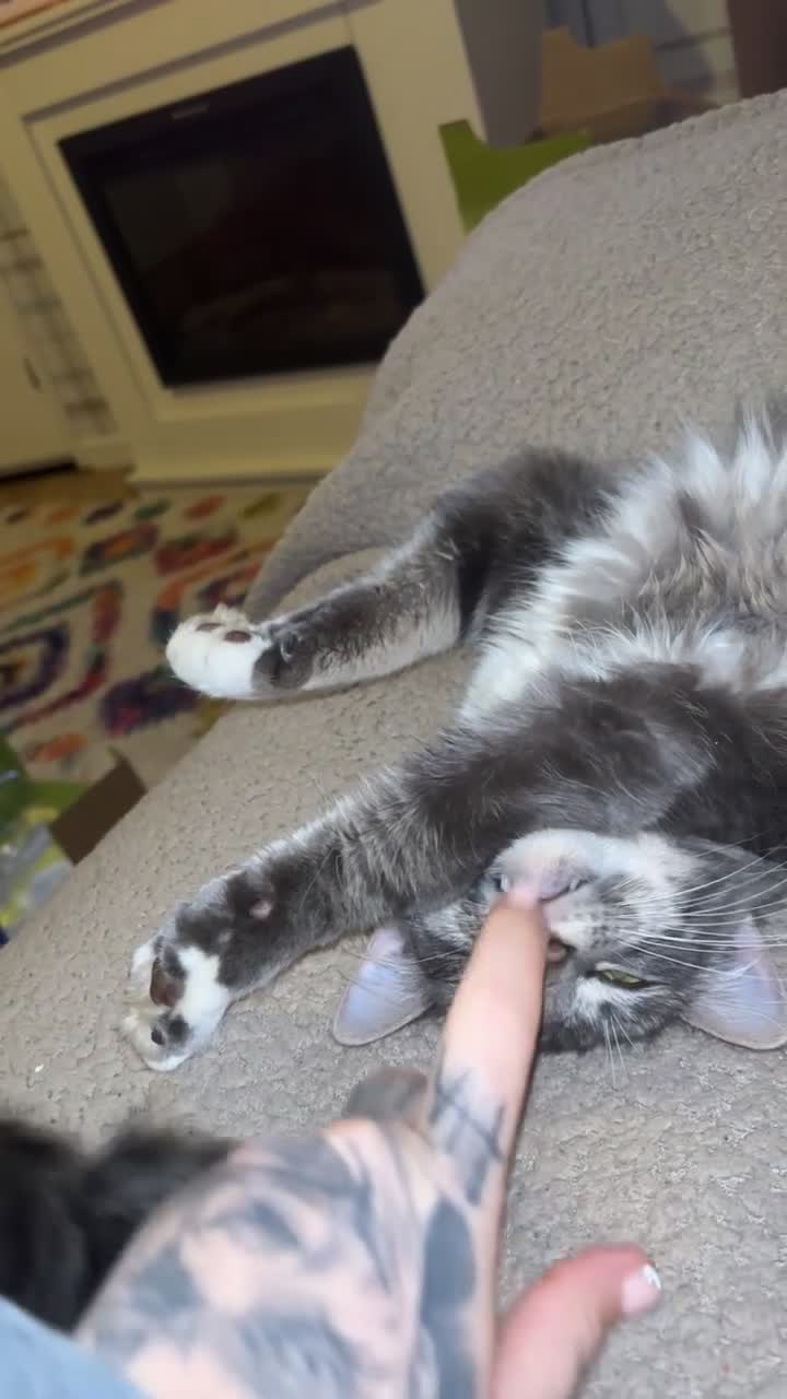 Mixed Breed cats for sale: Sad rehoming of our beloved Kevin - Video 2