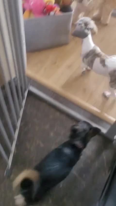 Shihpoo dogs for sale: 8 month old poodle  - Video 1