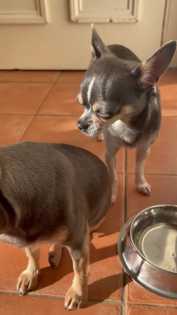 Chihuahua dogs for stud: Blue chihuahua stud in Edinburgh - Video 1