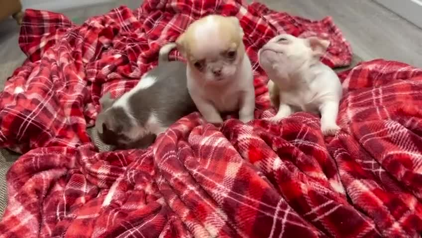 Chihuahua dogs for sale: KC registered chihuahua amazing green eyes  - Video 3