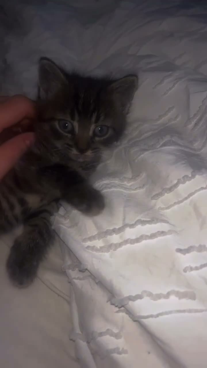 Mixed Breed cats for sale: Last boy available  - Video 2