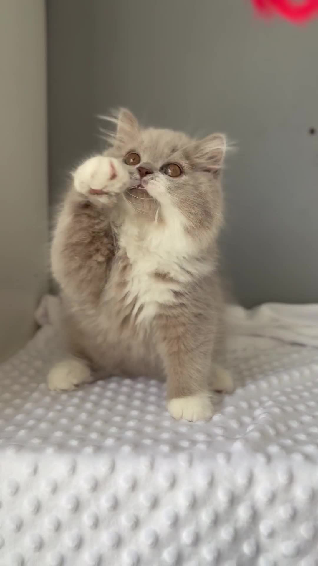 British Longhair cats for sale: Gccf registered-lilac bi kittens-ready now  - Video 1