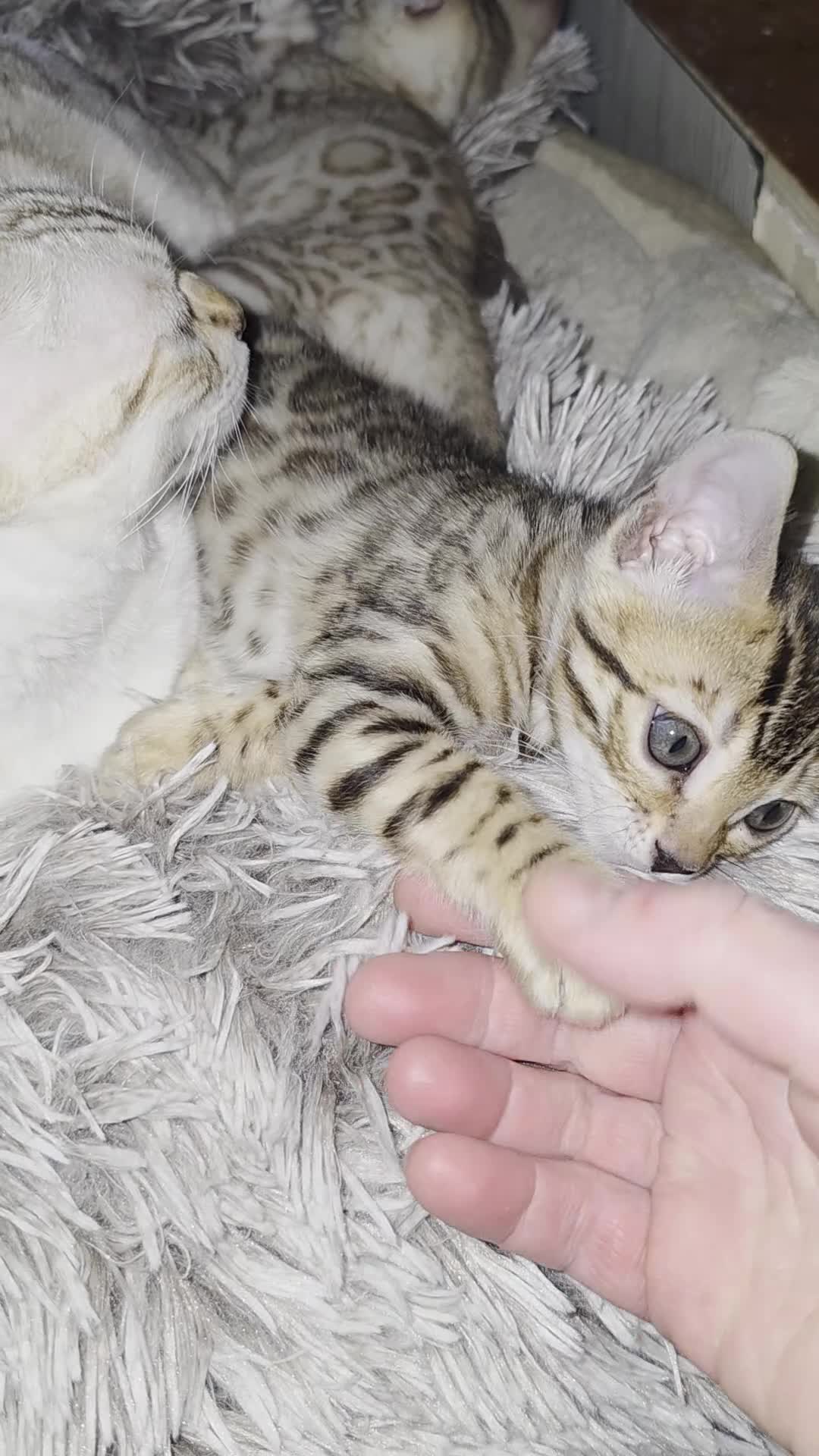 Bengal cats for sale: Beautiful 🐾 5 BENGALPARADISE 🐾 Kittens - Video 1