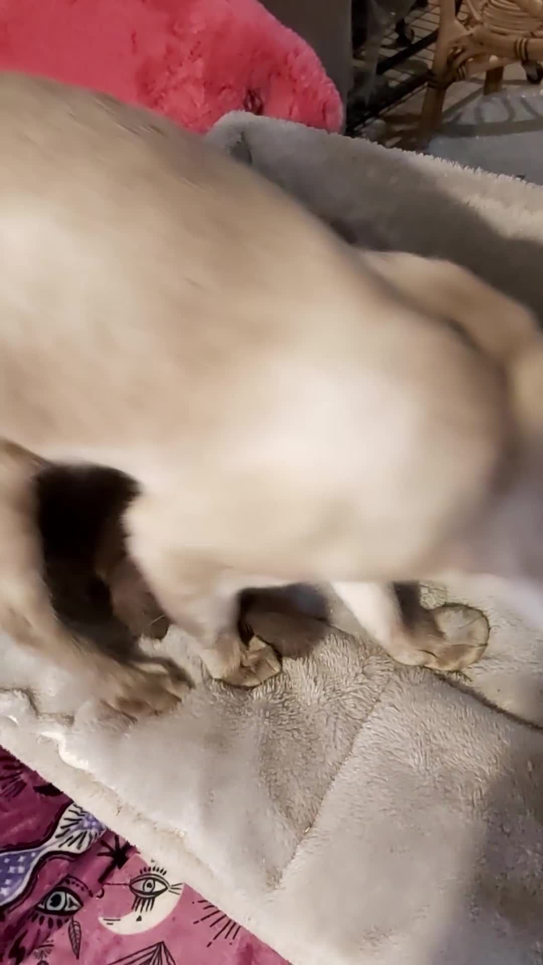 Oriental cats for sale: Full Pedigree Oriental 1 Kitten XL size ears GCCF - Video 2