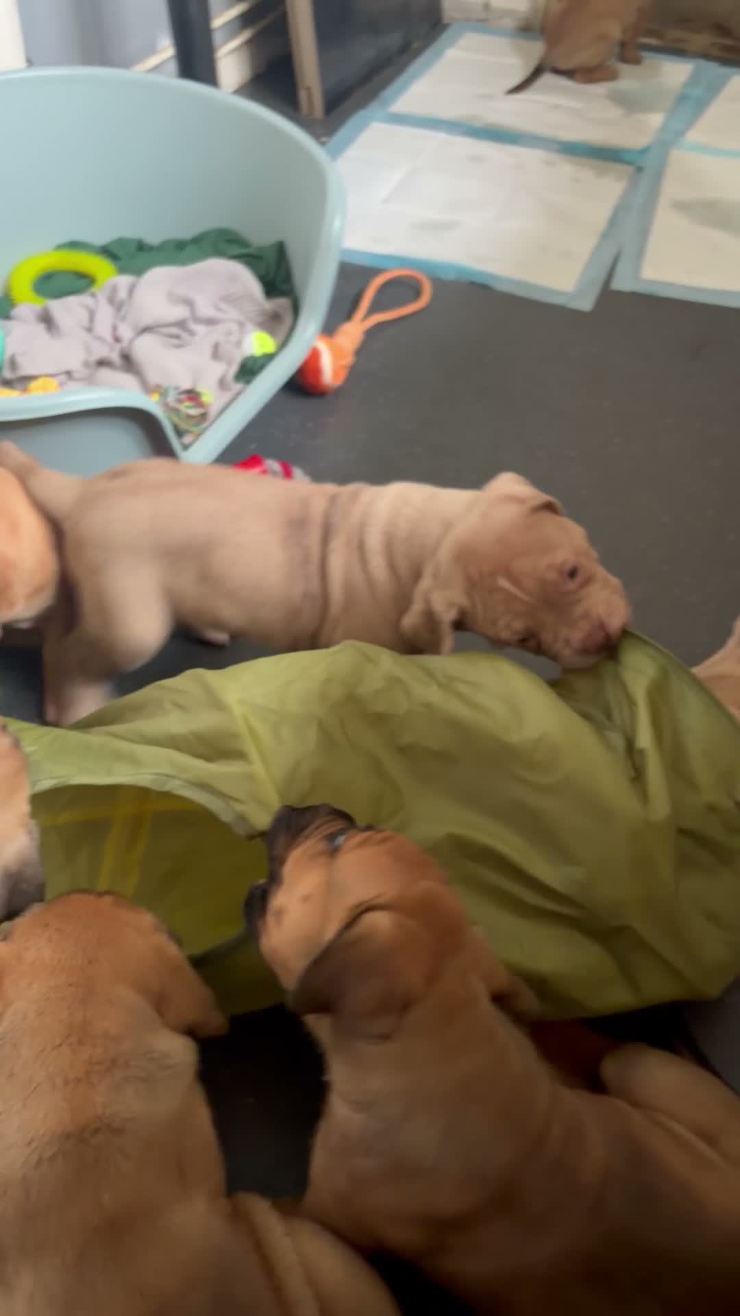 Mastiff dogs for sale: Mastiff hybrids  - Video 1