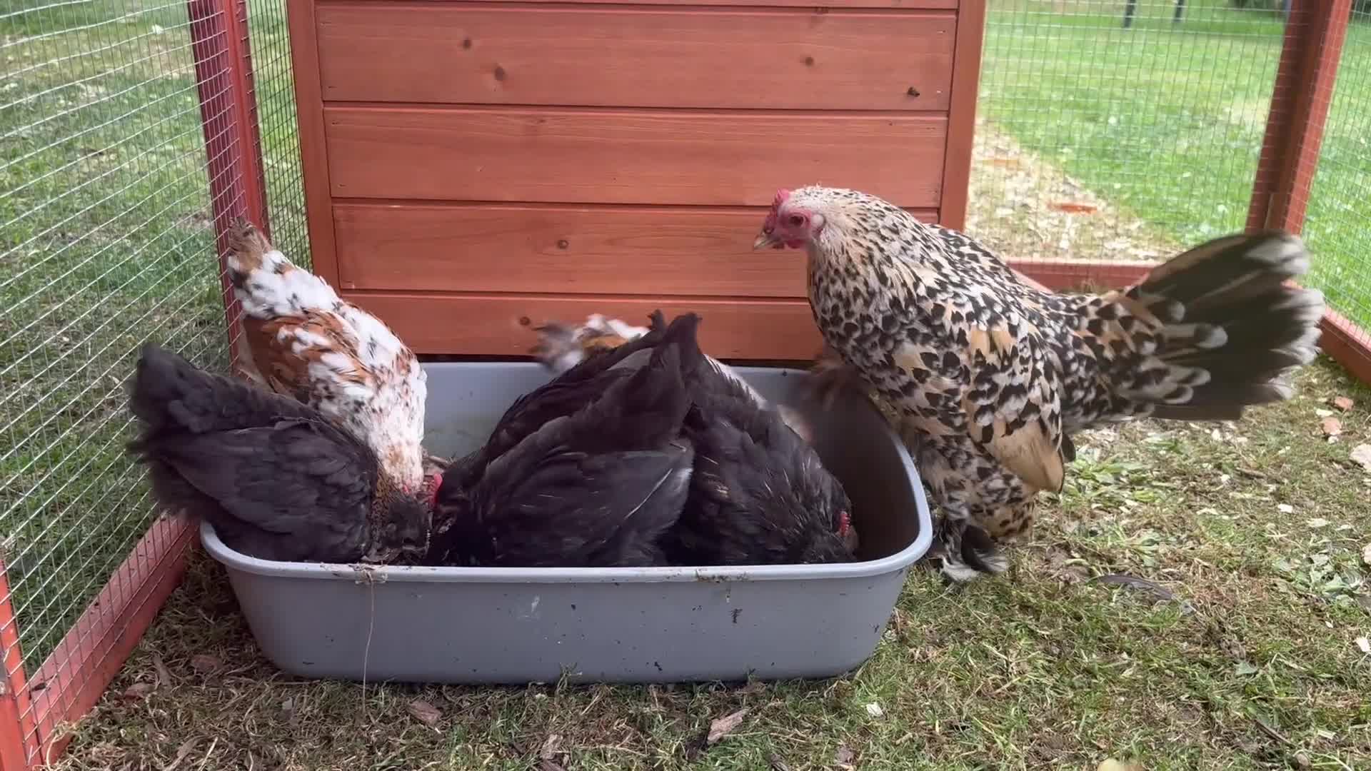 Chickens poultry for sale: Pekin Bantam x Sablepoot chicks - Video 3