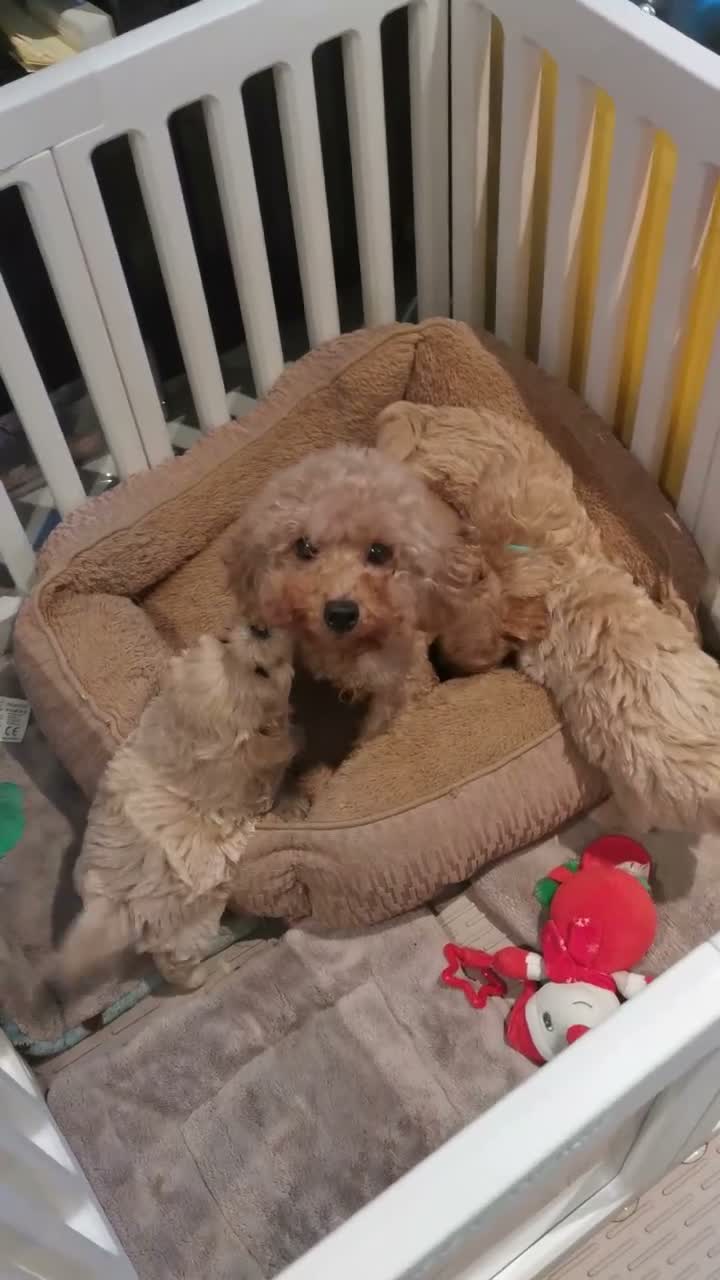 Maltipoo dogs for sale: Maltipoo F1 Toy Size, KC Parents, DNA Tested Clear - Video 2