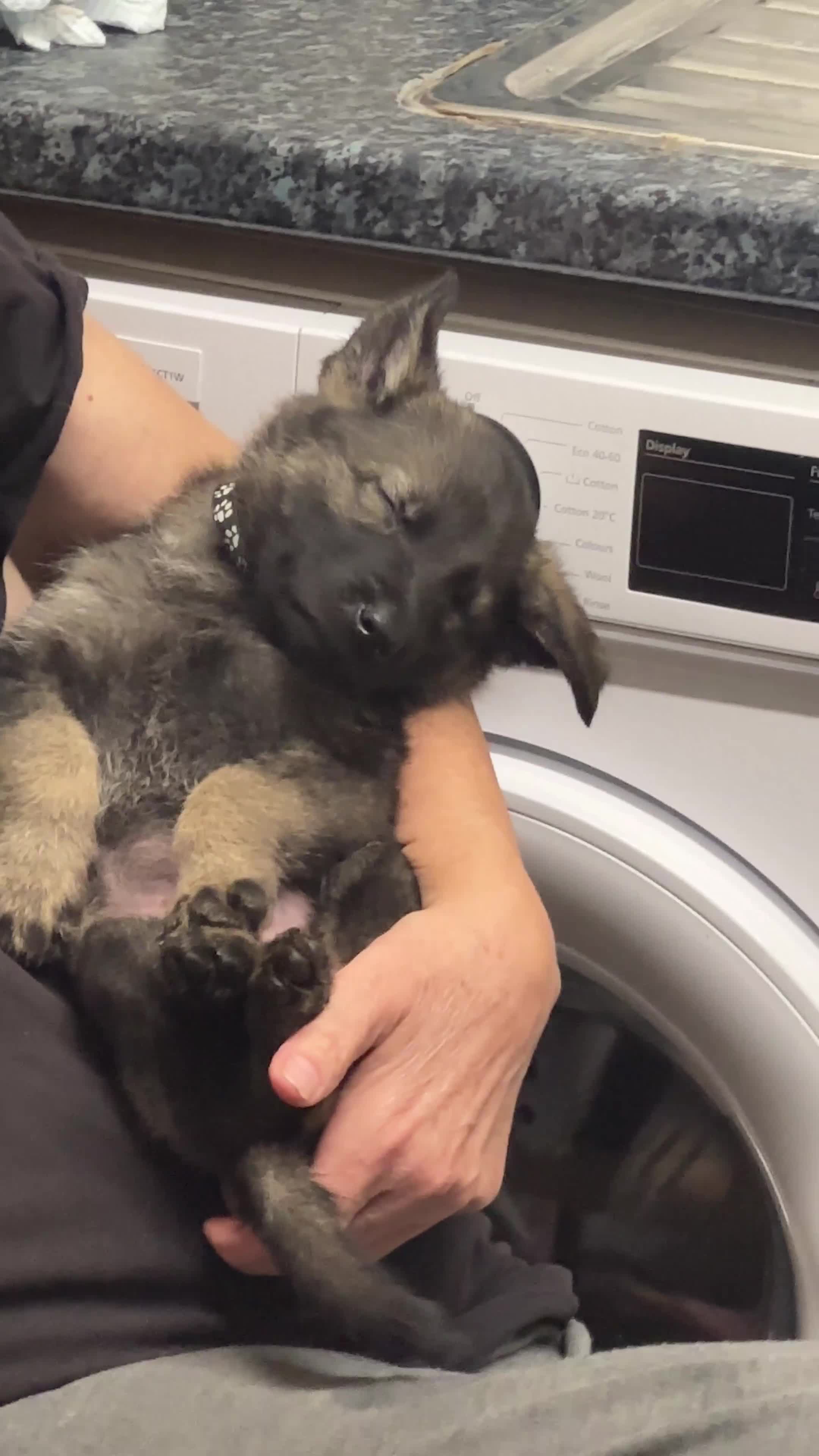 Mixed Breed dogs for sale: GSP x5 Available 27th Feb.  - Video 2