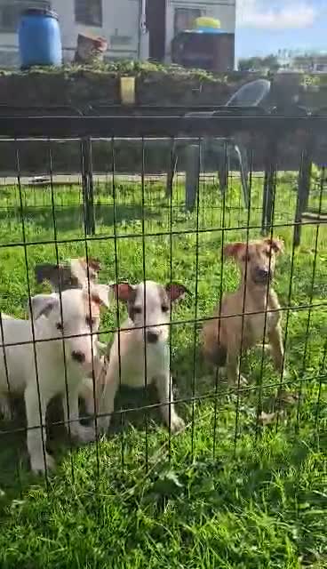 Lurcher dogs for sale: BEAUTIFUL LURCHER PUPS AVAILABLE  - Video 1