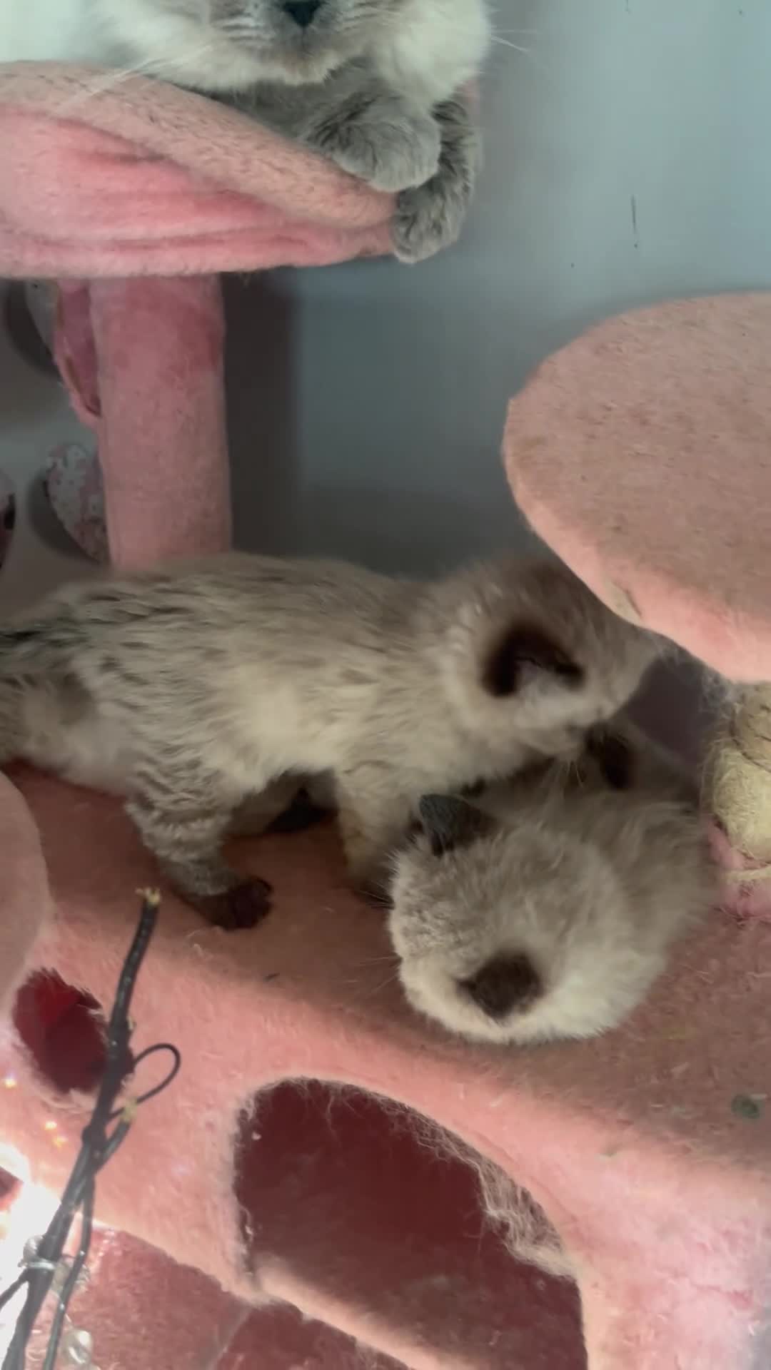 Ragdoll cats for sale: Beautiful, fluffy ragdoll kittens - Video 2