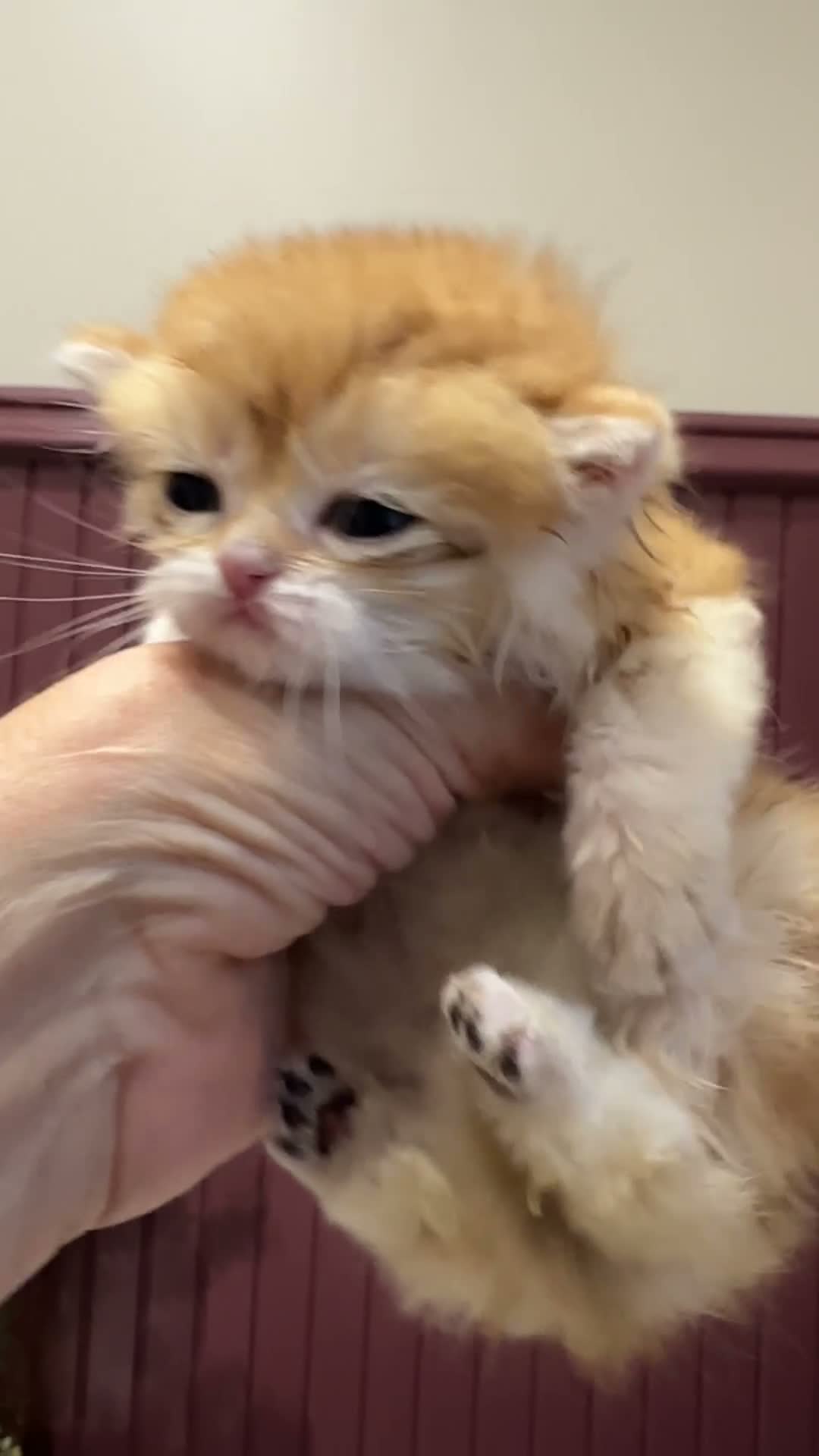 British Shorthair cats for sale: Vlastar Lux BSHs & BLHs Black Golden Chinchilla's - Video 2