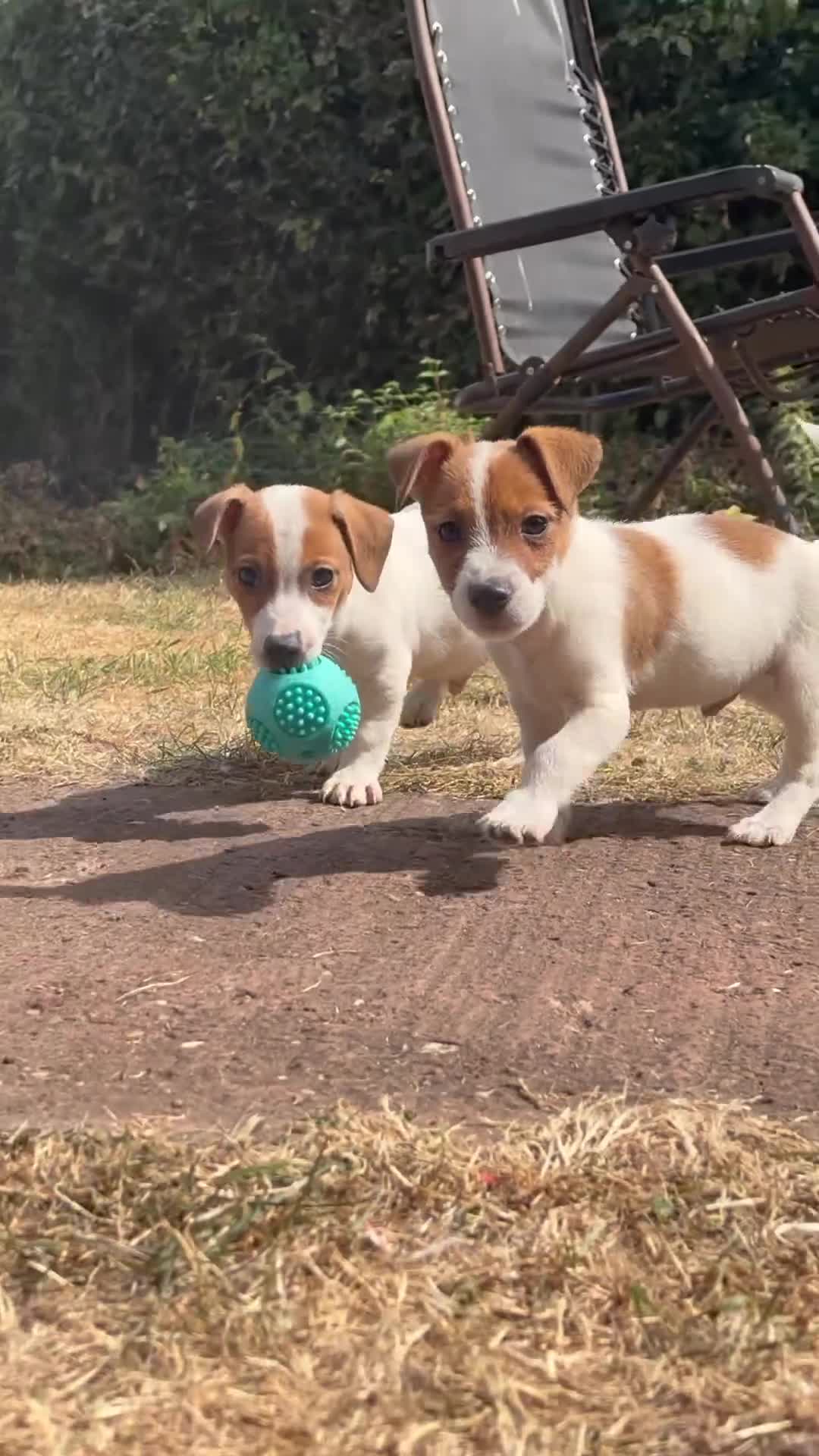 Jack Russell dogs for sale: 3 Jack Russel pups in Coventry - Video 1