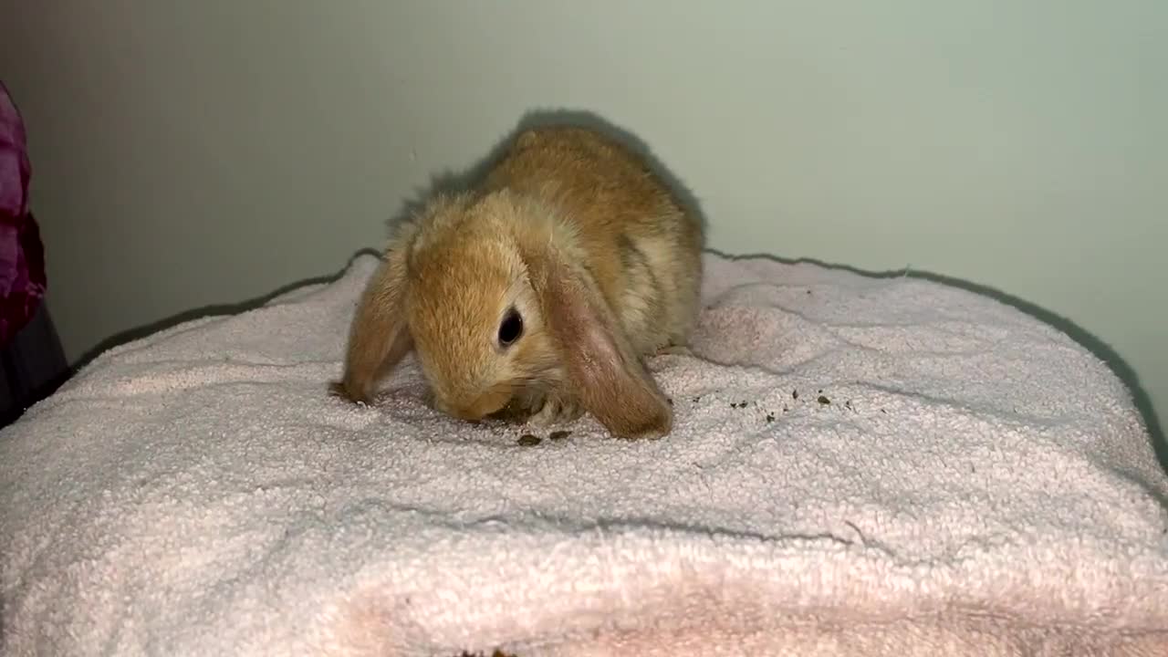 Mini Lop rabbits for sale: Mixed litter of mini lop babies for sale  - Video 2