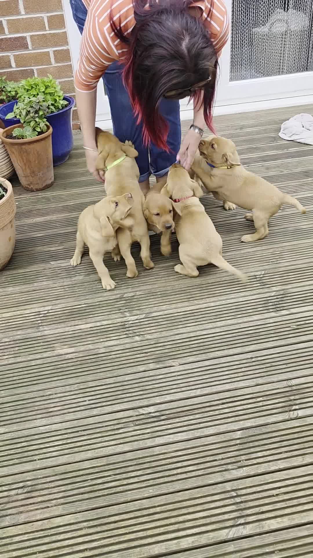 Labrador Retriever dogs for sale: KC Reg. Fox Red Labrador Pups from Working Lines - Video 2