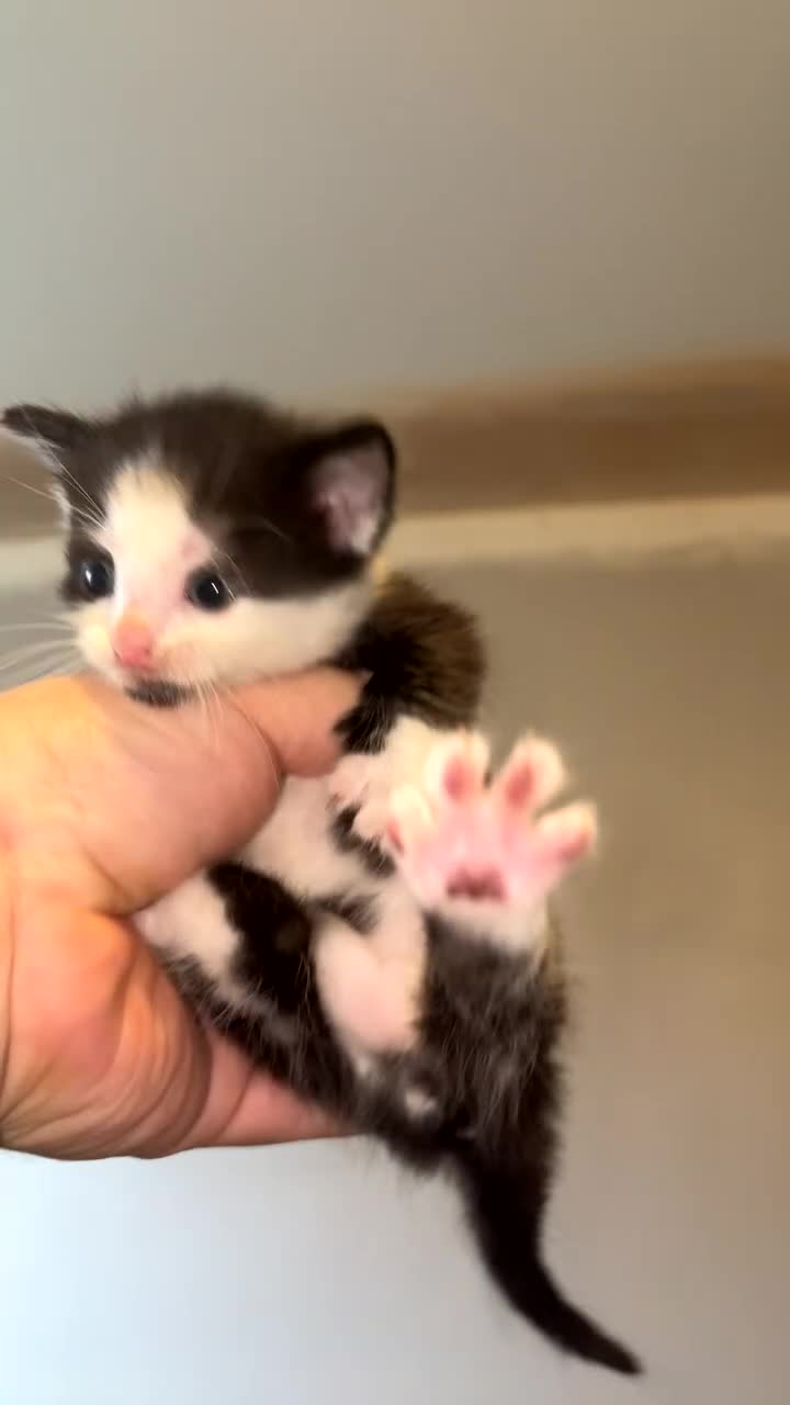 Mixed Breed cats for sale: Kittens for sale  - Video 3