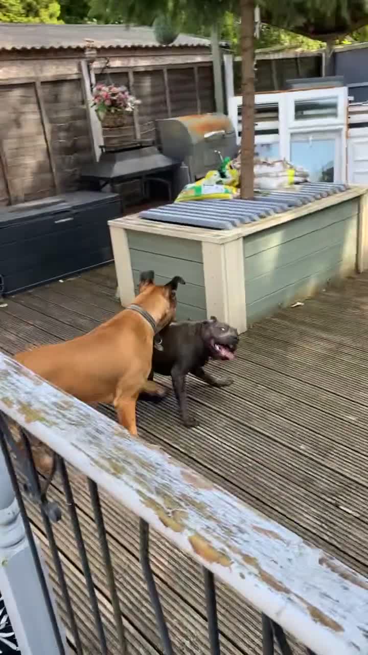 Bullmastiff dogs for sale: Dexter  - Video 1