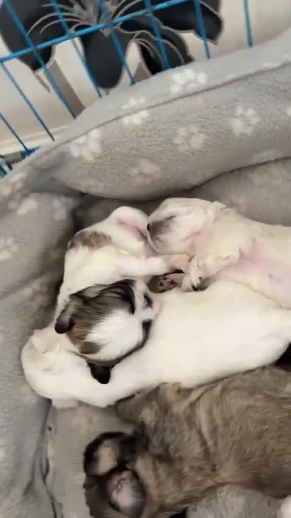 Shih Tzu dogs for sale: Shih Tzu puppies - Video 1