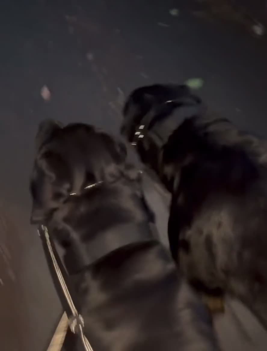 Rottweiler dogs for sale: Purebred Rottweiler Puppy – Ready for Loving Home - Video 2