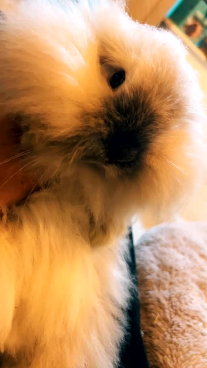 Mini Lop rabbits for sale: Female double mini lion lops  - Video 1