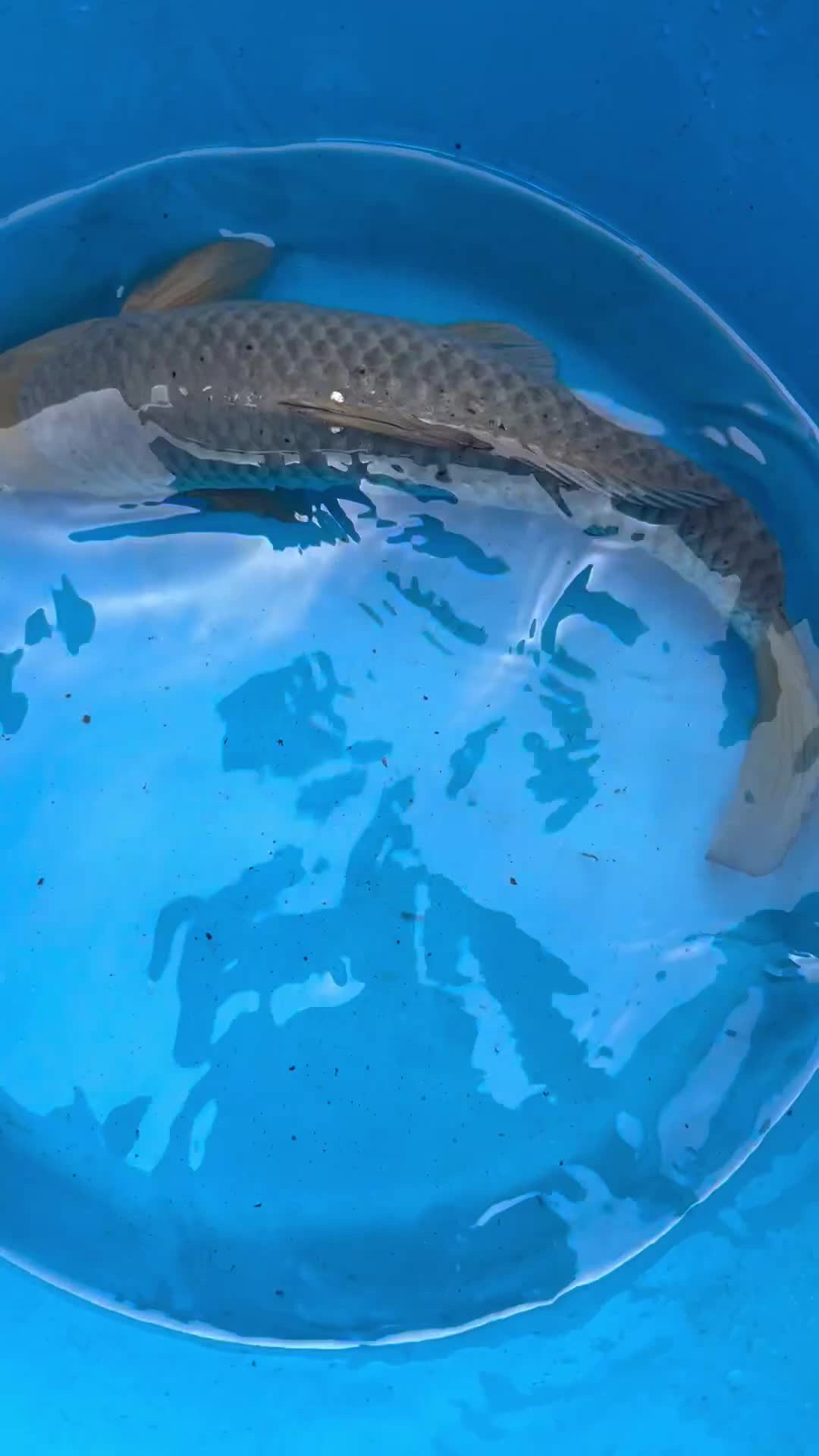 Koi Carp fish for sale: Koi carp  - Video 2