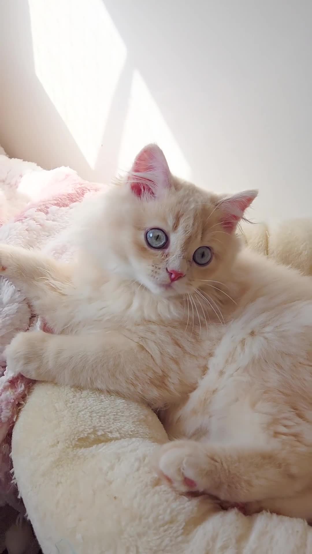 British Shorthair cats for sale: 🌞 last kitten Reduced PRICE British L/H boy  🐾 - Video 1