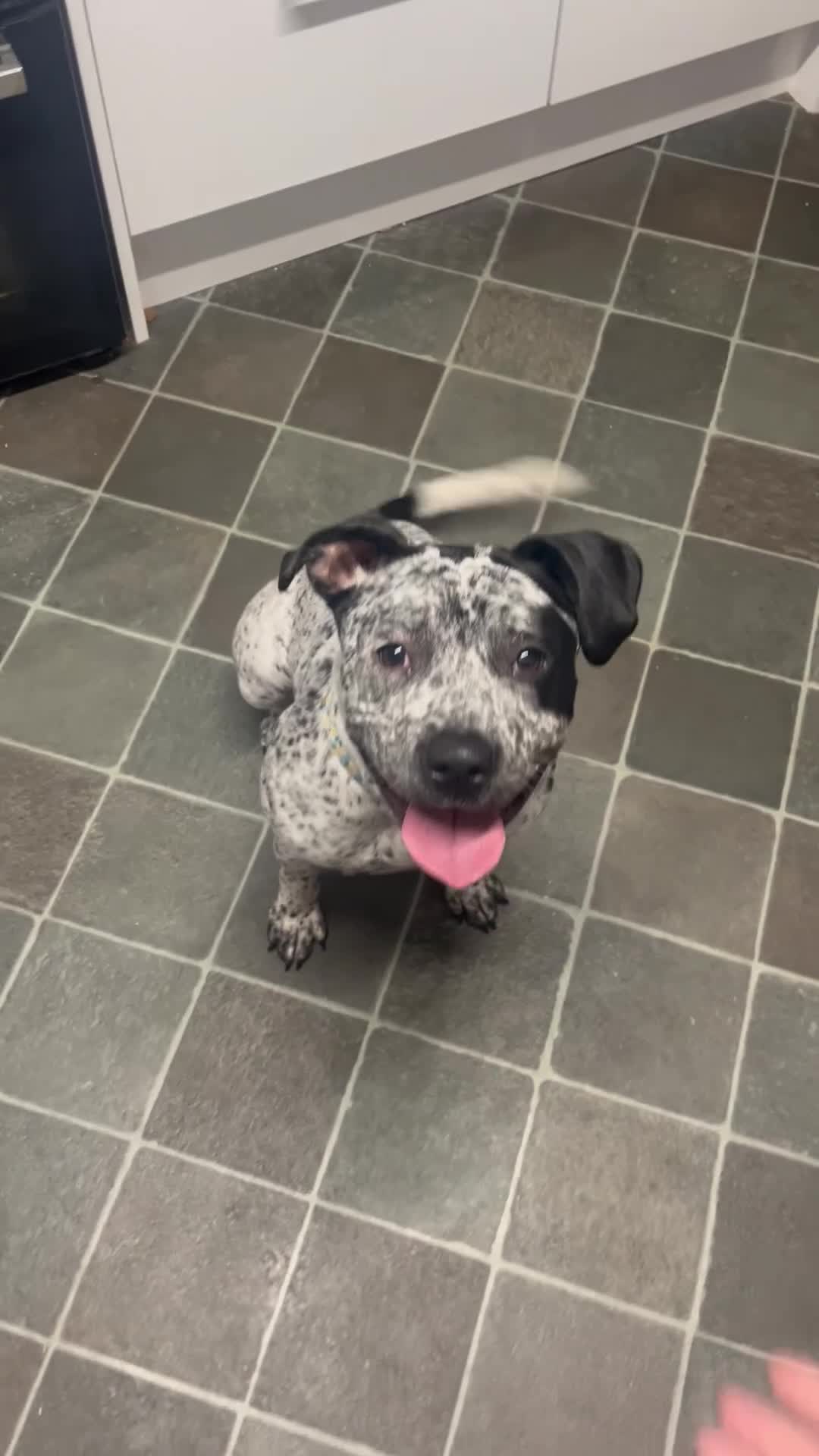 Boxer dogs for sale: Boxer X Springer Spaniel dog  - Video 1