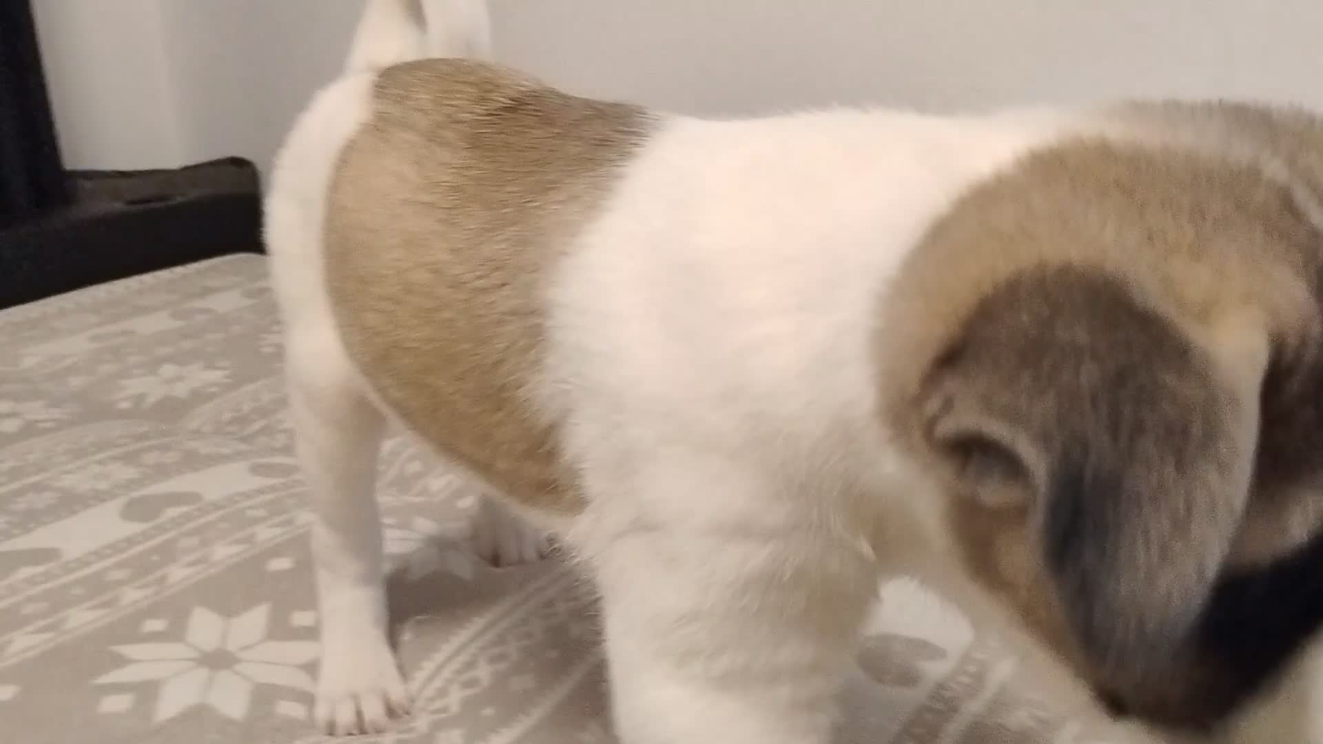 Akita dogs for sale: Sweet Male Puppy Looking for a Living Home - Video 2
