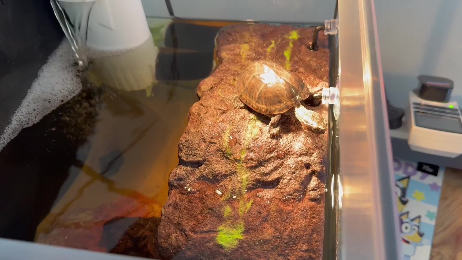 Turtle reptiles for sale: 1 Year Old Musk Turtle Looking for a Loving Home - Video 1