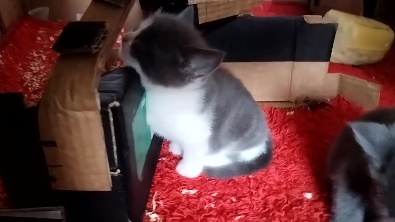 Mixed Breed cats for sale: 2 Affectionate British Shorthair Cross Kittens - Video 1
