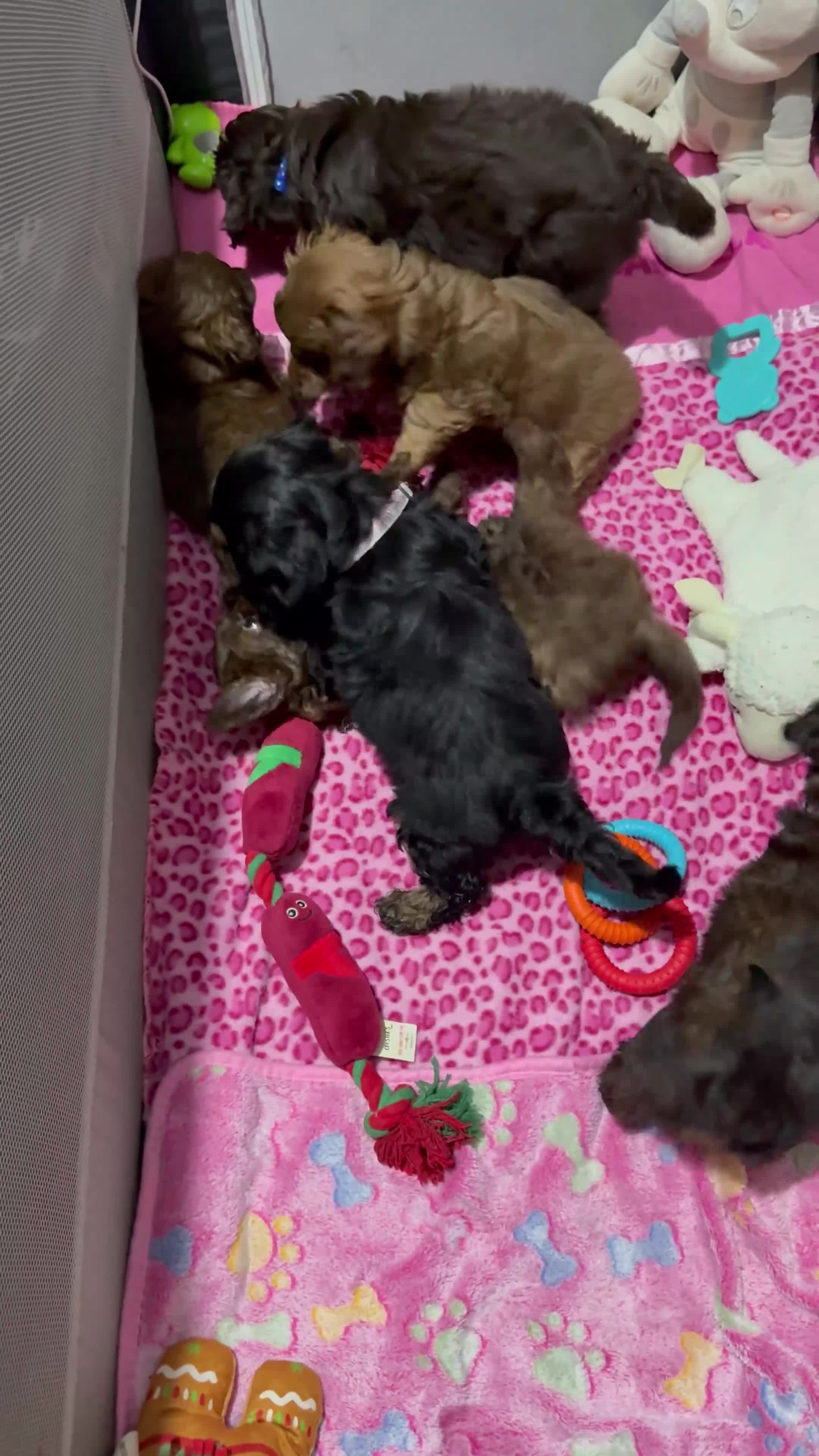 Mixed Breed dogs for sale: Cockapoo Mix Puppies - Video 2