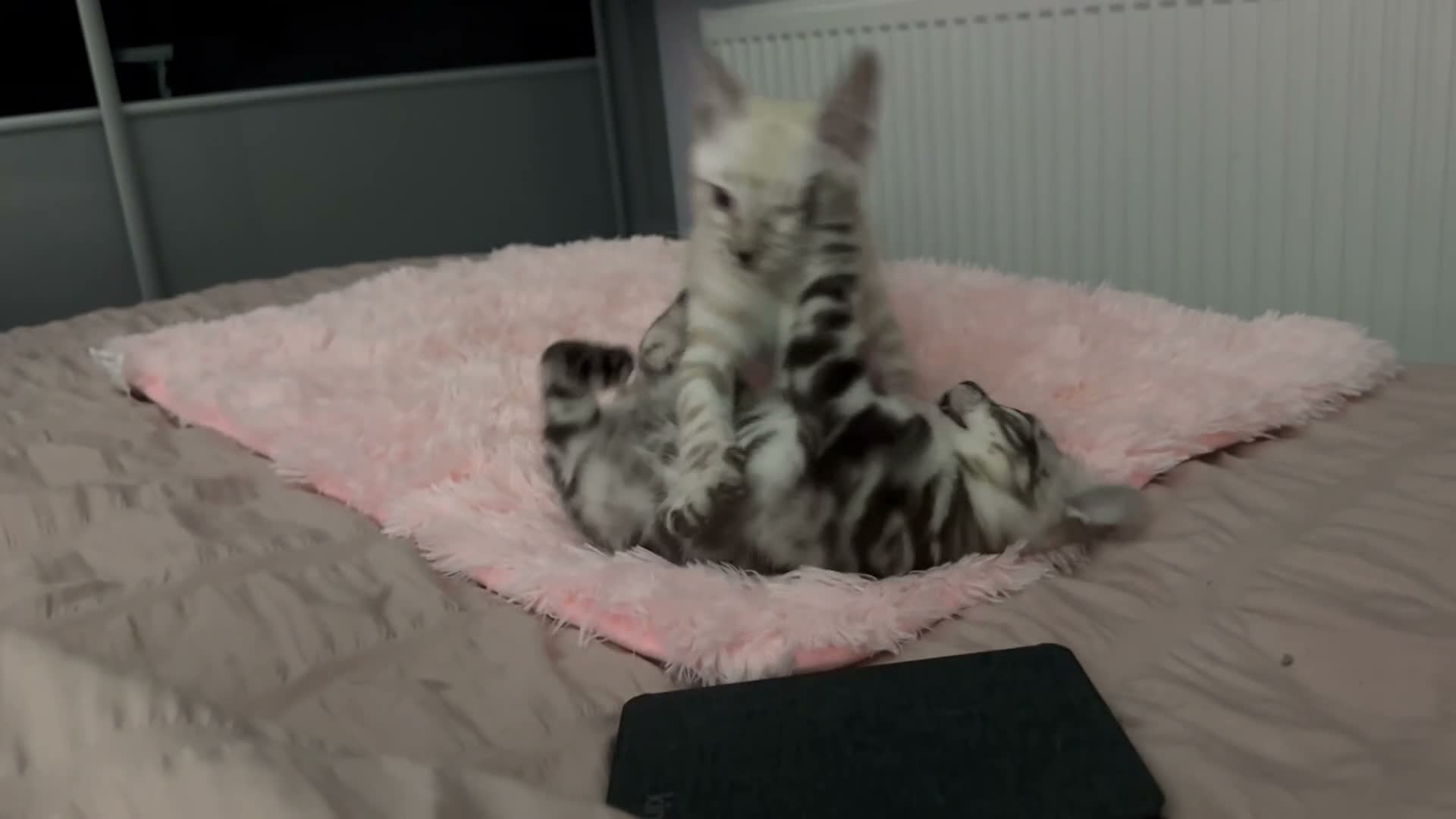 Bengal cats for sale: Snow boy now available  - Video 1